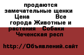 продаются замечательные щенки › Цена ­ 10 000 - Все города Животные и растения » Собаки   . Чеченская респ.